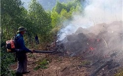 Nghệ An: Khoảng 15ha rừng thông 15 tuổi bị lửa thiêu rụi