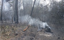 Hỗ trợ người dân khắc phục hậu quả do cháy rừng tại các tỉnh miền Trung