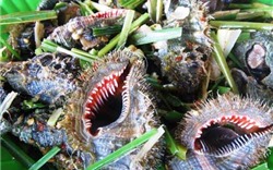 Ngộ độc ốc biển mùa du lịch: Ăn ốc thế nào để phòng tránh?