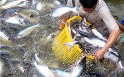 ASEAN là thị trường đầy tiềm năng với sản phẩm cá tra