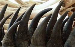 Tạm giữ hơn 126 kg hàng hóa nghi là sừng tê giác tại Sân bay Nội Bài