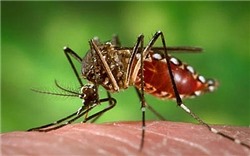 Đã có 10 người chết do muỗi sốt xuất huyết tấn công
