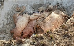 Quảng Nam: Người dân bức xúc khi bị thu tiền tiêu hủy lợn bệnh