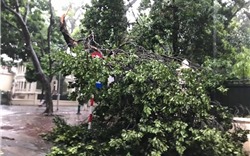 Hà Nội: Mưa lớn gió giật mạnh quật ngã nhiều cây xanh
