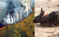 Cháy rừng Amazon: Lá phổi của trái đất đang bị đe dọa nghiêm trọng