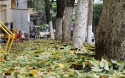 Hà Nội: Hàng sưa cổ thụ hàng chục năm tuổi bỗng nhiên rụng lá bất thường