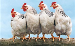 Nguy cơ vỡ nợ hàng loạt ngành chăn nuôi gà công nghiệp 