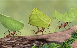 13 tuyệt chiêu diệt kiến không dùng hóa chất 