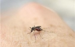 Tổ chức Y tế thế giới công bố tình trạng khẩn cấp về virus Zika