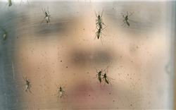 Virus zika đã "lan" tới 3 nước láng giềng của Việt Nam