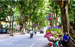 Đi tìm bản sắc đô thị Việt: Bản sắc cây xanh và mẹt hàng xén