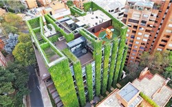 Vườn đứng - giải pháp phủ xanh chung cư