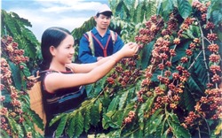 Rộng cửa cho cà phê Việt vào thị trường Châu Phi