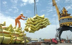 Bức tranh sáng cho xuất khẩu gạo nửa cuối năm 2022