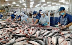 Xuất khẩu cá ngừ chạm 1,03 tỷ USD, xuất khẩu cá tra đạt kỷ lục 2,4 tỷ USD