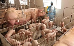 Cục Chăn nuôi bác thông tin 8 triệu con lợn bị tồn đọng
