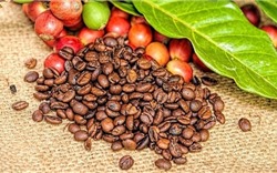 Giá cà phê hôm nay 19/3: Giảm nhẹ sau chuỗi tăng 