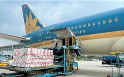 Ngành hàng không xem xét giảm giá vận chuyển vải thiều Bắc Giang