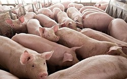 Campuchia hạn chế nhập khẩu lợn từ Việt Nam: Bộ Công Thương lên tiếng