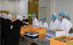 Tiền Giang: Doanh nghiệp xuất khẩu nông sản vượt khó trước đại dịch Covid - 19