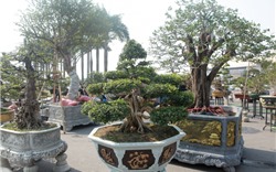 Ngắm dàn cây thế “khủng” tại hội chợ xuân đón Tết Tân Sửu
