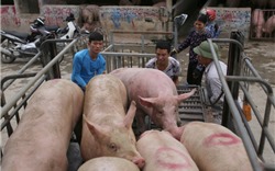 Giá lợn hơi chạm đáy, người nuôi lỗ nặng