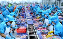 Châu Phi: Thị trường xuất khẩu tiềm năng cho thủy sản Việt Nam