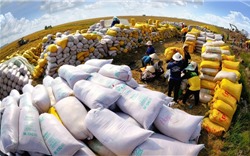 Xuất khẩu gạo giảm mạnh trong tháng đầu năm