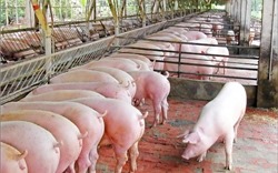 Giá lợn hơi duy trì đà tăng từ 1.000 - 2.000 đồng/kg ở các địa phương