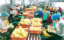 Xuất khẩu hàng rau quả tháng 2/2023 đạt khoảng 324 triệu USD, tăng 53,1%