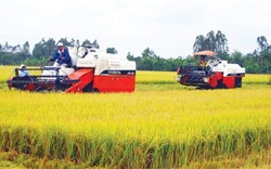 Quý I/2022, Philippines tiếp tục đứng đầu về tiêu thụ gạo của Việt Nam