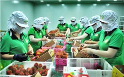 Đẩy mạnh giao thương nông sản, thủy sản Việt Nam - Trung Quốc trong bối cảnh mới