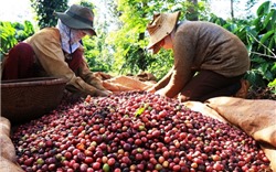 3 tháng đầu năm, xuất khẩu cà phê tăng trưởng mạnh