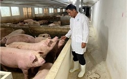 Hà Nội: Chăn nuôi sạch, bảo đảm sức khỏe người tiêu dùng