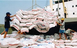 Thị trường xuất khẩu gạo Việt Nam trên đà tăng mạnh