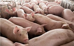 Thịt lợn tiếp tục leo thang chạm ngưỡng 72.000 đồng/kg