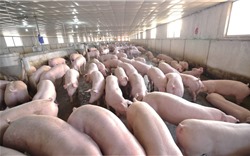 Thị lợn hơi tiếp tục tăng cao chạm ngưỡng 75.000 đồng/kg.