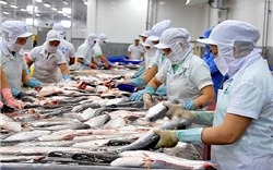 Xuất khẩu cá tra giảm mạnh do tác động nặng nề bởi lạm phát, kinh tế suy thoái