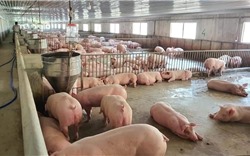 Giá lợn hơi biến động trái chiều trong ngày đầu tuần