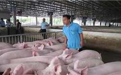 Giá lợn hơi tiếp tục tăng ở cả ba miền