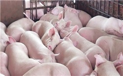 Giá thịt lợn biến động trái chiều ở các địa phương