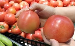 Giá cà chua tăng “sốc” khắp miền Bắc khiến nhiều bà nội trợ phải “ngã ngửa”