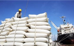  Giá gạo xuất khẩu tăng cao nhất 10 năm qua