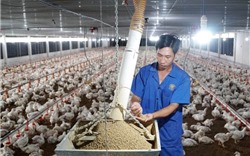 Hà Nội: Đưa chăn nuôi trở thành ngành kinh tế kỹ thuật hiện đại