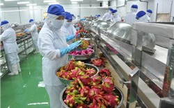 Nông sản Việt tìm đường xuất khẩu chính ngạch sang Trung Quốc