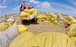 Giá gạo Việt Nam rơi xuống mức thấp trong 5 tháng