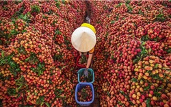 Cấp thêm 12 mã số vùng trồng vải thiều xuất khẩu cho tỉnh Bắc Giang