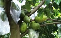 Hàng loạt trái cây đặc sản ở đồng bằng sông Cửu Long khó tiêu thụ, dội hàng, rớt giá