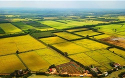 Hà Nội chỉ đạo chấm dứt cho thuê đất nông nghiệp, đất công trái phép