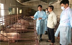 Hà Nội: Đẩy mạnh cơ cấu lại lĩnh vực chăn nuôi
